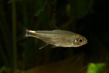 Axelrodia stigmatias (Hyphessobrycon stigmatias, Axelrodia fowleri ...