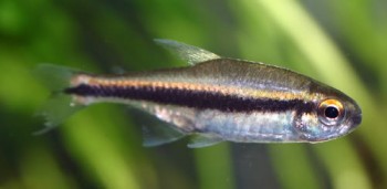 Hyphessobrycon vilmae — Seriously Fish