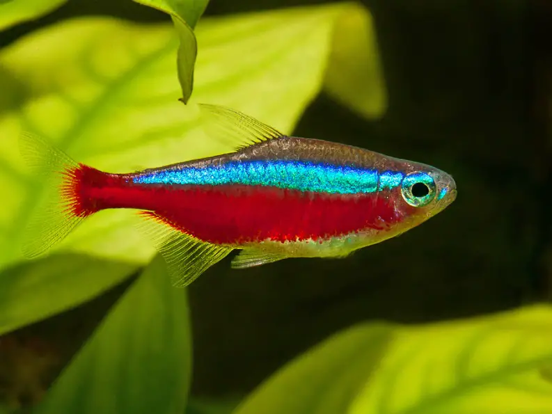 cardinal tetra fish