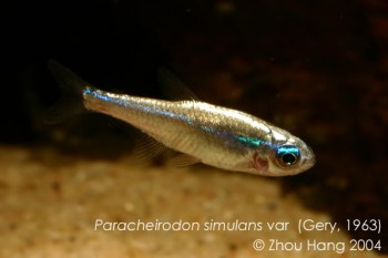 Paracheirodon simulans – Green Neon Tetra (Hyphessobrycon simulans ...