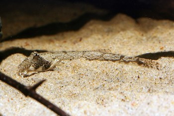 Canthophrys gongota – Moose-faced Loach (Somileptes gongota, Cobitis ...