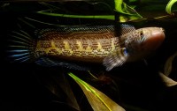 Channa aurantimaculata – Orange-spotted Snakehead — Seriously Fish