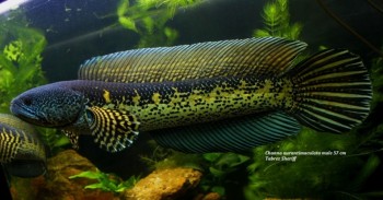 Channa Aurantimaculata – Orange-spotted Snakehead — Seriously Fish