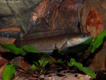 Channa gachua – Dwarf Snakehead (Channa limbata, Ophicephalus gachua ...