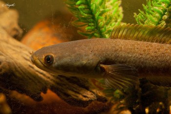 Channa gachua – Dwarf Snakehead (Channa limbata, Ophicephalus gachua ...