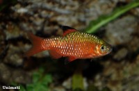 Pethia Conchonius – Rosy Barb (Puntius Conchonius, Barbus Conchonius ...