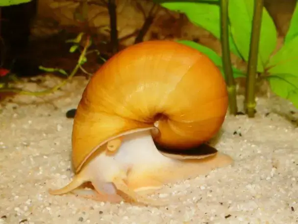 Apple Snails Eggs Contain Unique Poison Seriously Fish