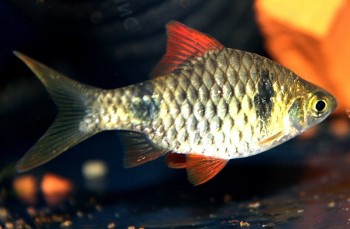 Pethia reval (Puntius reval) — Seriously Fish