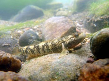 Rhinogobius mekongianus (Gobius mekongianus, Ctenogobius cephalopardus ...