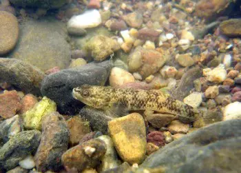 Rhinogobius mekongianus (Gobius mekongianus, Ctenogobius cephalopardus ...