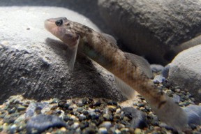 Rhinogobius formosanus (Rhinogobius nagoyae formosanus) — Seriously Fish