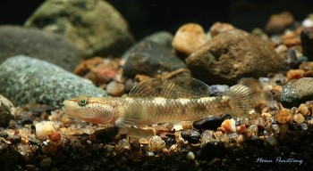 Rhinogobius chiengmaiensis – Chiangmai Stream Goby — Seriously Fish