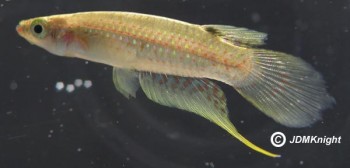 Aplocheilus parvus – Dwarf Panchax (Panchax parvus, Haplochilus panchax ...