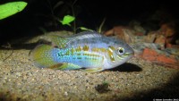 Laetacara araguaiae (Laetacara sp. ‘Buckelkopf’) — Seriously Fish