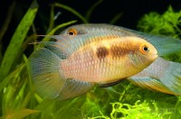 Laetacara fulvipinnis (Laetacara sp. orangeflossen) — Seriously Fish