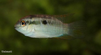 Laetacara fulvipinnis (Laetacara sp. orangeflossen) — Seriously Fish