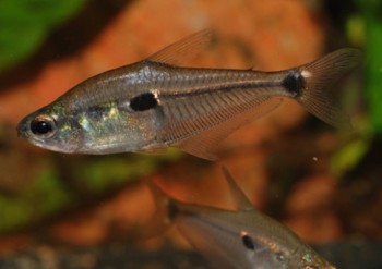 Phenacogaster tegatus (Vesicatrus tegatus) — Seriously Fish