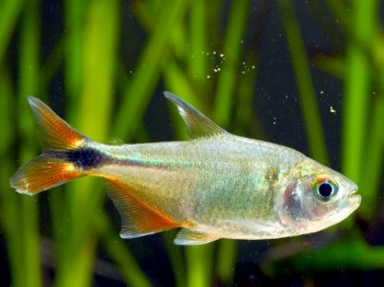 Hyphessobrycon anisitsi – Buenos Aires Tetra (Hemigrammus caudovittatus ...