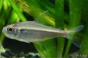 Hyphessobrycon agulha — Seriously Fish