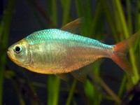 Hyphessobrycon Columbianus – Colombian Tetra — Seriously Fish