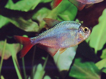 Hyphessobrycon columbianus – Colombian Tetra — Seriously Fish