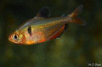 Hyphessobrycon eques – Serpae Tetra (Hyphessobrycon callistus ...