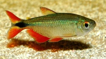 Hyphessobrycon Anisitsi – Buenos Aires Tetra (hemigrammus Caudovittatus 