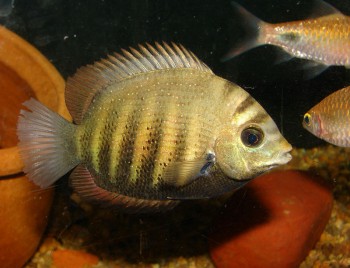 Etroplus suratensis – Green Chromide (Chaetodon caris, Etroplus ...