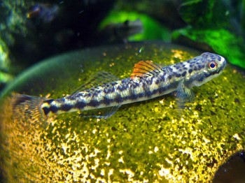 Mystery Stiphodon Gobies Identified…almost! — Seriously Fish