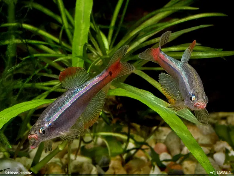 Tanichthys albonubes – White Cloud Mountain Minnow (Aphyocypris pooni) —  Seriously Fish