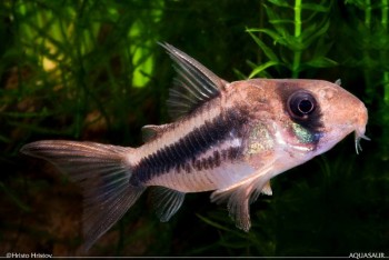 Corydoras axelrodi – Axelrod’s Cory — Seriously Fish