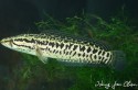 Channa maculata – Blotched Snakehead (Bostrychus maculatus ...