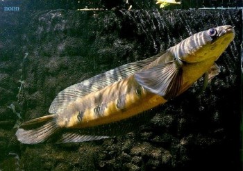 Channa marulioides – Emperor Snakehead (Ophicephalus marulioides ...