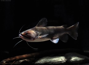 Asterophysus Batrachus – Gulper Catfish — Seriously Fish