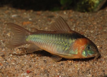 Corydoras eques — Seriously Fish