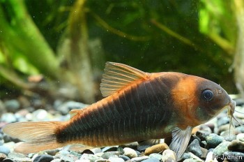 Corydoras eques — Seriously Fish