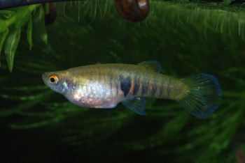 Neoheterandria elegans – Tiger Teddy — Seriously Fish