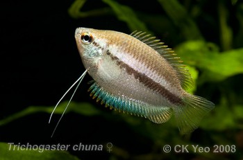 Trichogaster chuna – Honey Gourami (Colisa chuna, Trichopodus sota ...