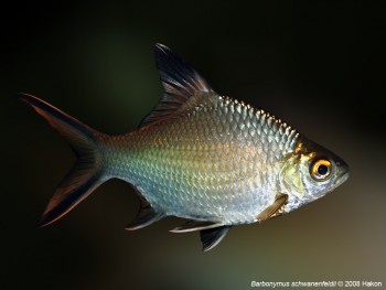 Barbonymus schwanefeldii – Tinfoil barb (Barbus schwanenfeldii ...