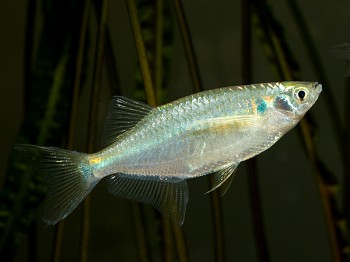 Laubuka caeruleostigmata – Flying Minnow (Laubuca caeruleostigmata ...