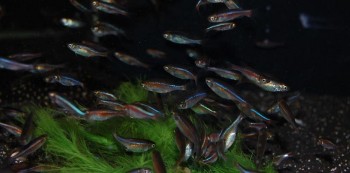 Microrasbora cf. rubescens – Flame Red ‘Rasbora’ — Seriously Fish