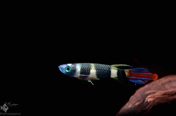 Epiplatys annulatus – Clown Killifish (Haplochilus annulatus ...