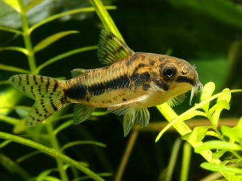 Corydoras habrosus – Salt and Pepper Cory — Seriously Fish