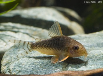 Corydoras gossei – Palespotted Cory — Seriously Fish