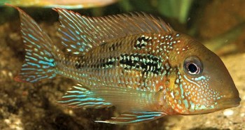 New Geophagus has unique colour pattern — Seriously Fish