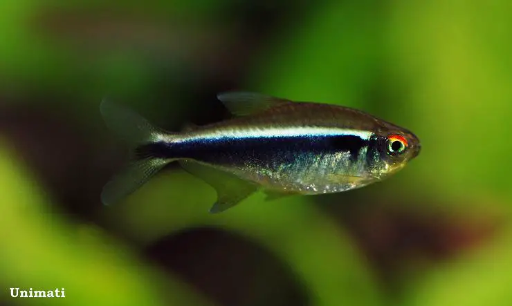 Neon Tetra Fish Species Profile