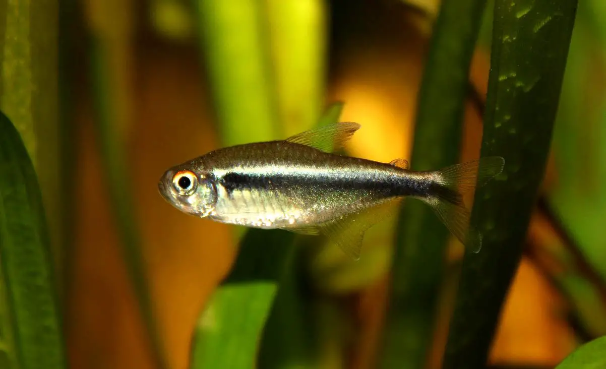 Neon Tetra Care Guide and Species Profile
