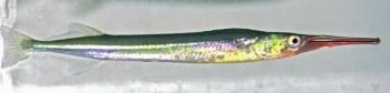 Xenentodon cancila – Freshwater Needlefish (Belone graii, Esox indica ...