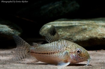 Corydoras julii – Julii Cory — Seriously Fish