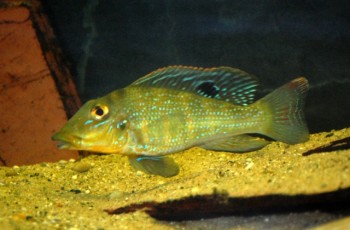 Retroculus lapidifer (Chromys lapidifera, Retroculus boulengeri ...